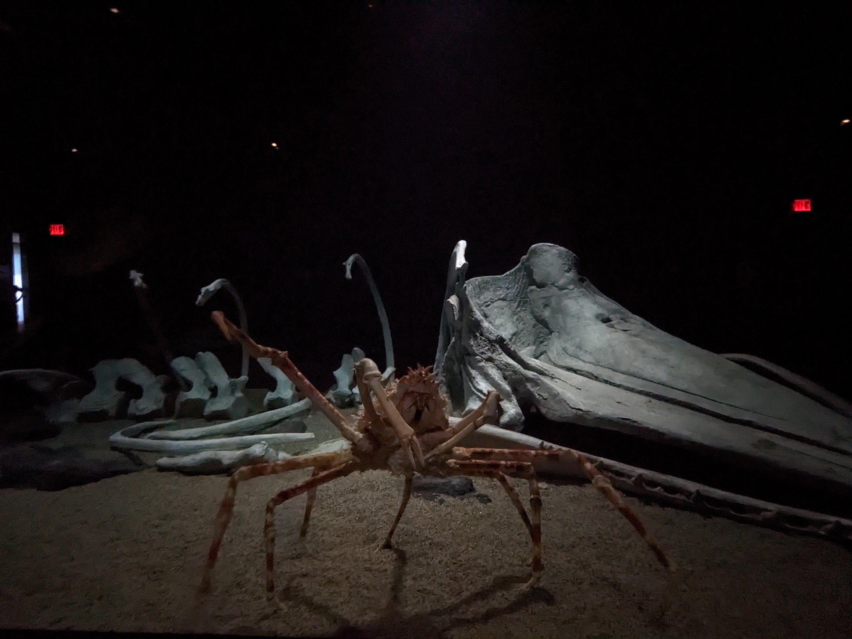 Into the Deep - Japanese spider crab