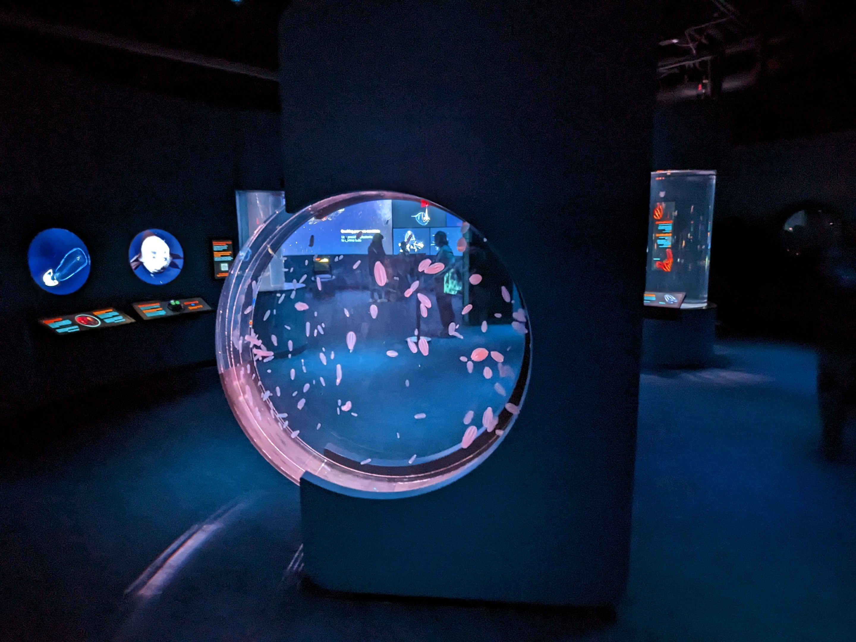 Into the deep  - jellys