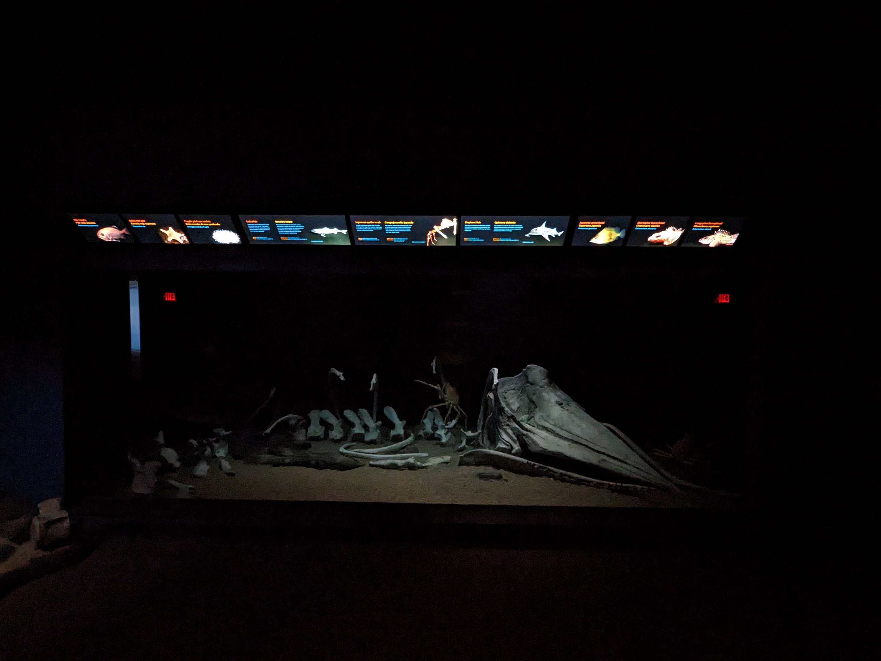 Into the Deep - last large tank with spider crabs and elephant fish