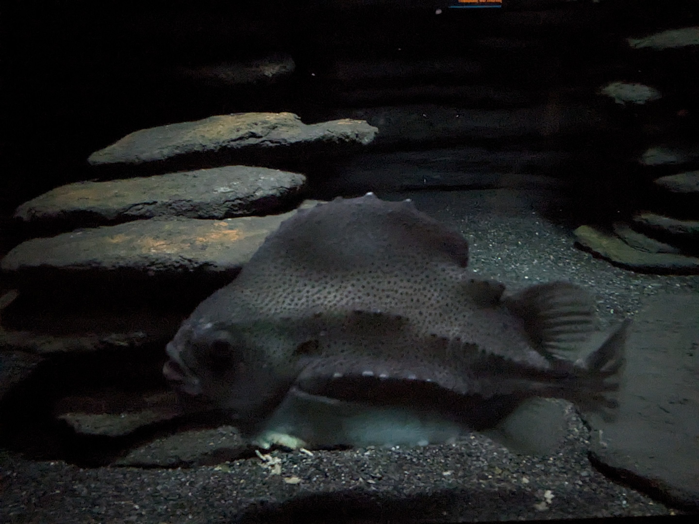 Into the Deep - Lumpfish