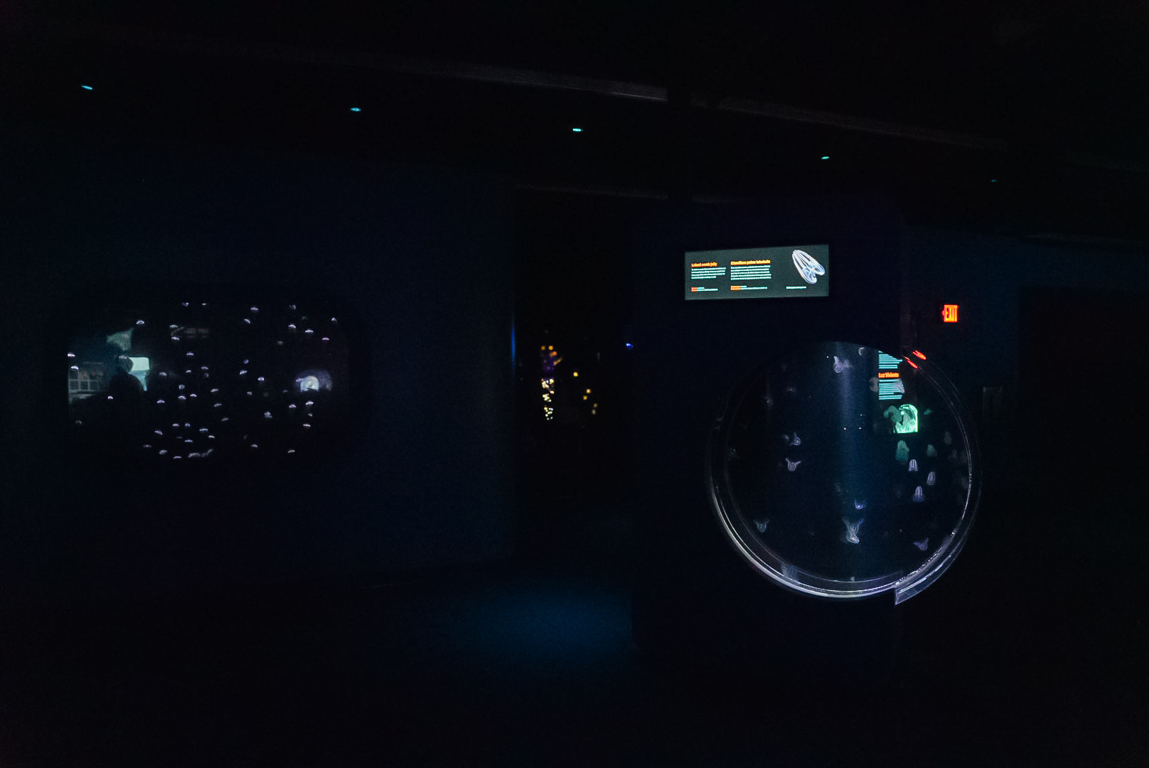 'Into the Deep' Midwater Gallery (middle of the gallery)