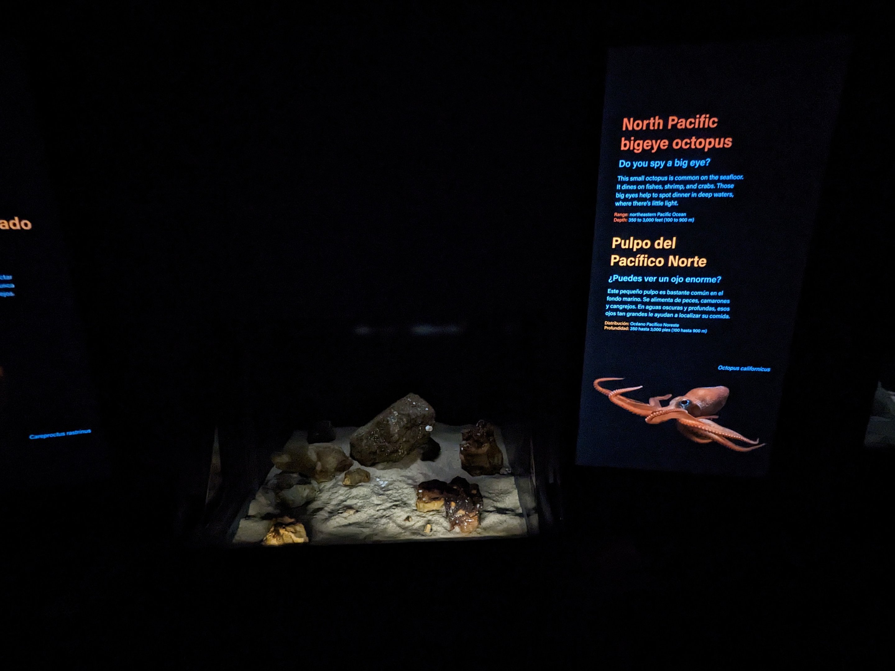 Into the deep - North Pacific bigeye octopus