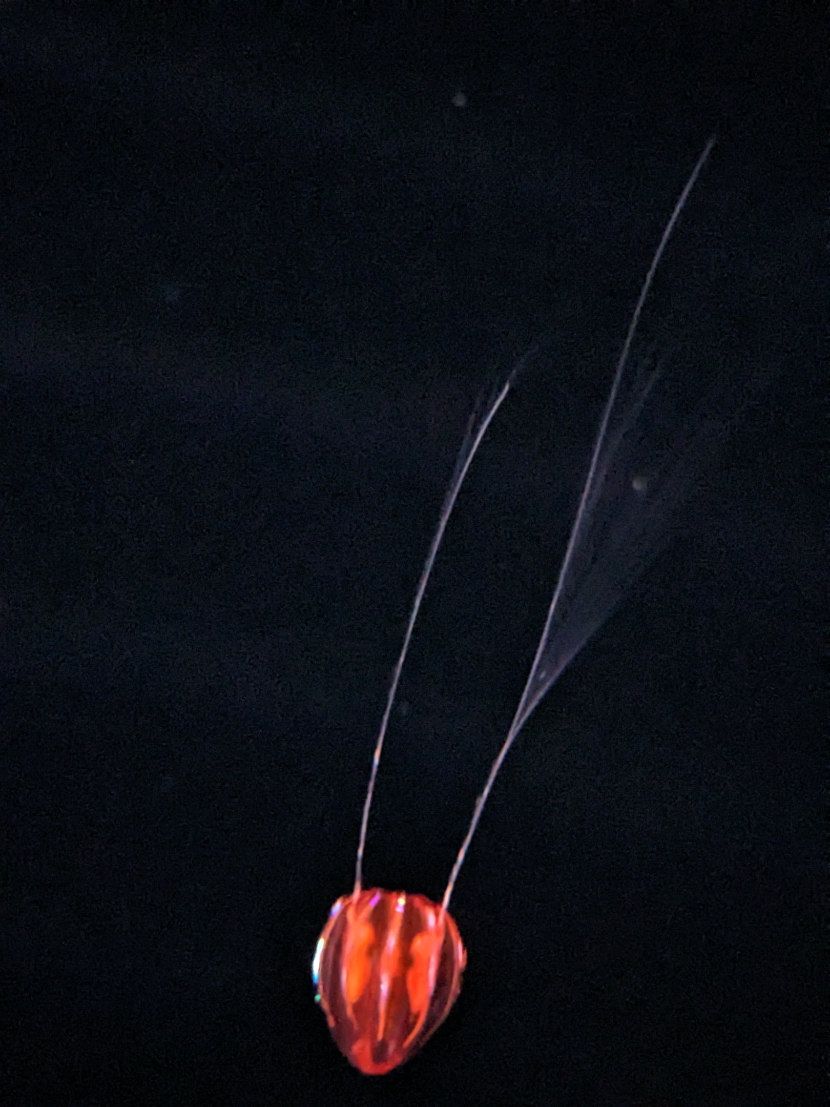 Into the Deep - un-described jelly