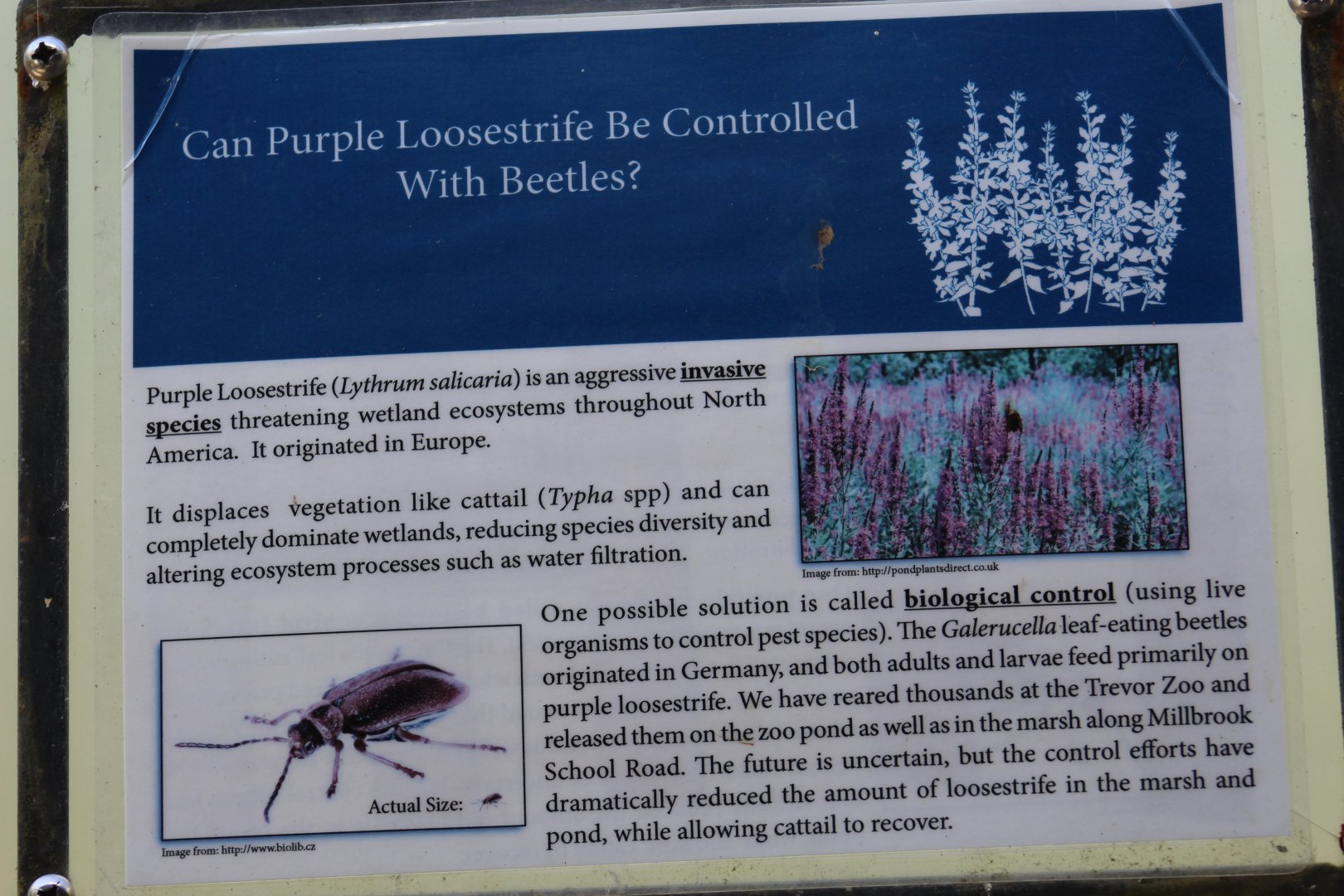 Introduced Beetle Signage