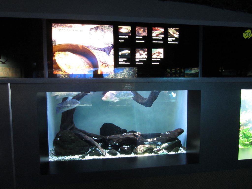 Introduced Fish display