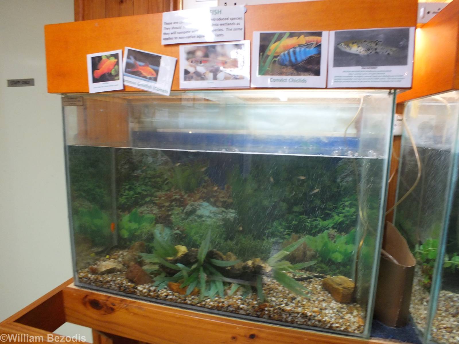 Introduced Fish Tank - Herdsman Lake Visitor Centre