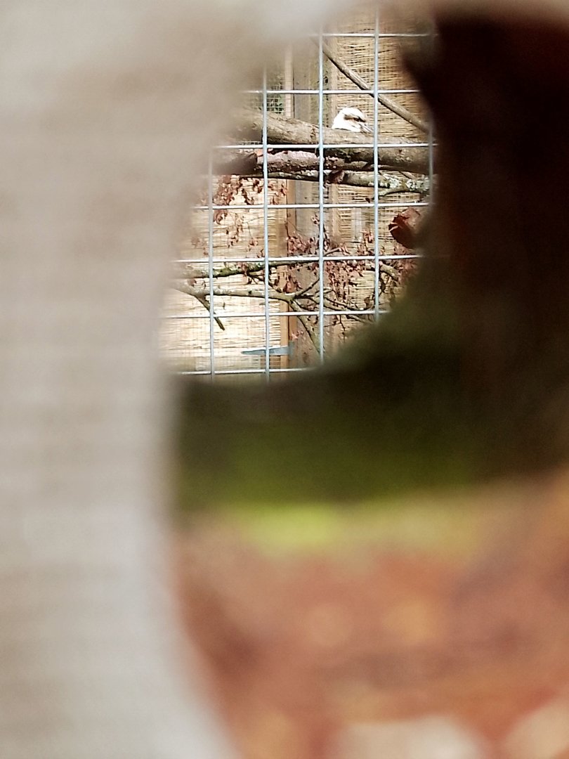 Introducing Longleat's newest arrival...