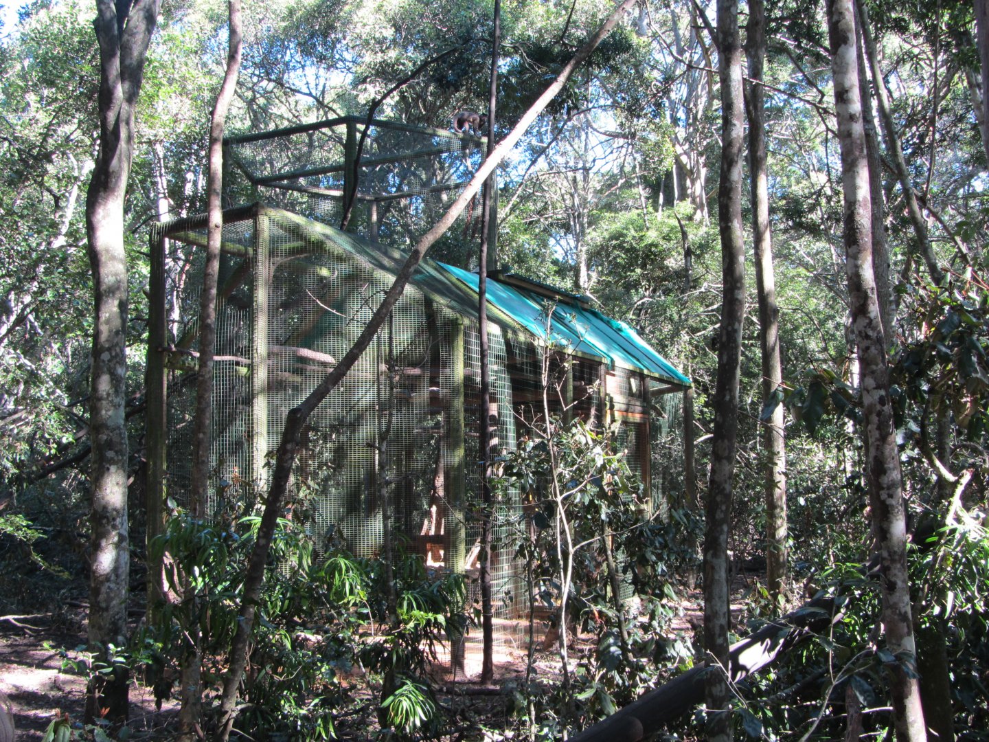 Introduction Cage for Buff-cheeked Gibbon Pair