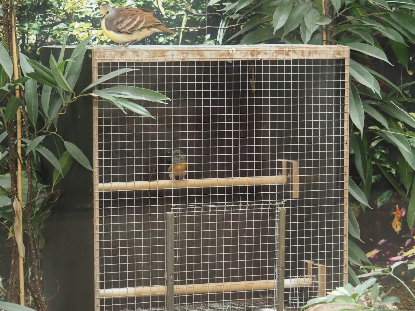 Introduction cage with female or juvenile White-rumped shama in the mixed Asian indoor aviary in the bird house, 2025-09-10