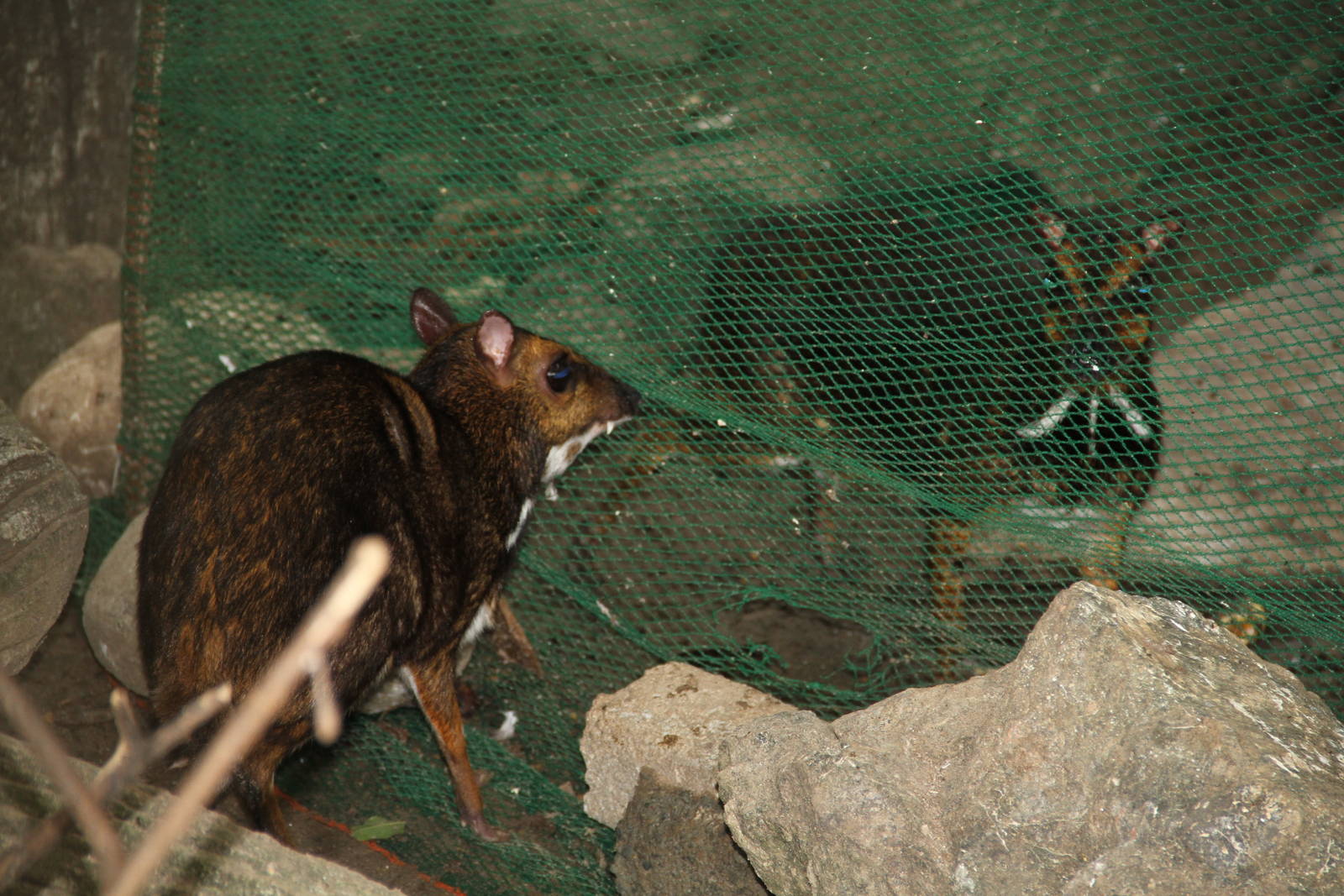 Introduction of a new Philippine or Balabac Mouse Deer (Tragulus nigricans)