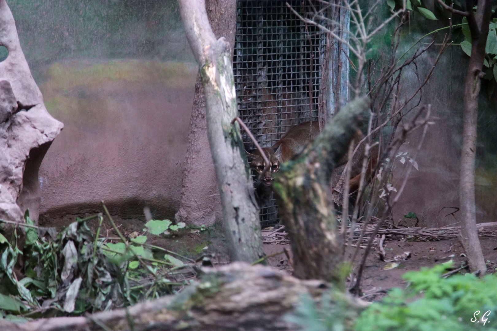 Introduction of new female Asiatic golden cat to the old male