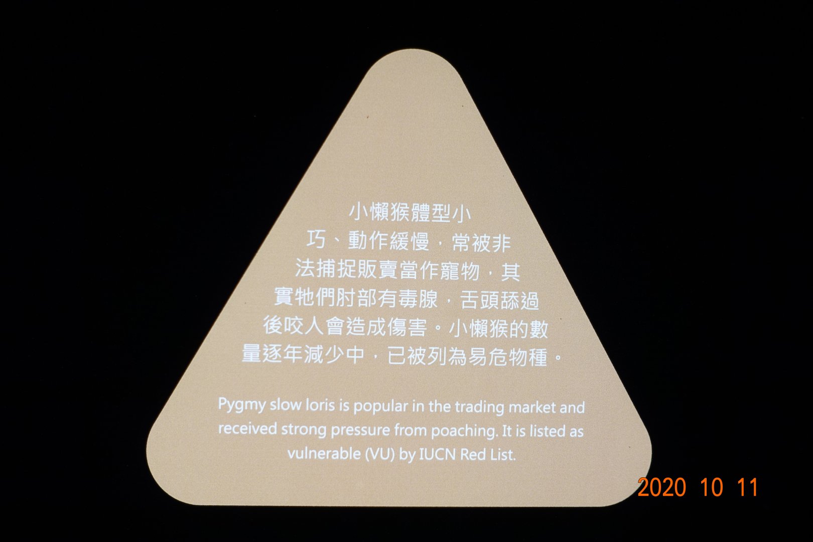 Introduction of Pygmy slow loris.