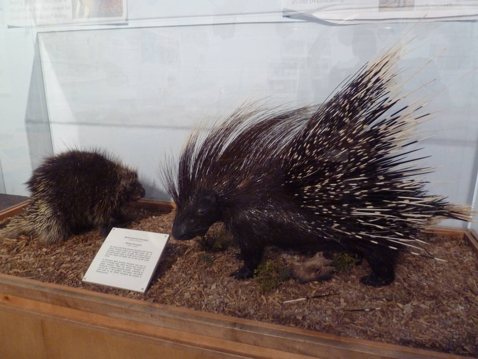 Introductory Hall - African Crested Porcupines
