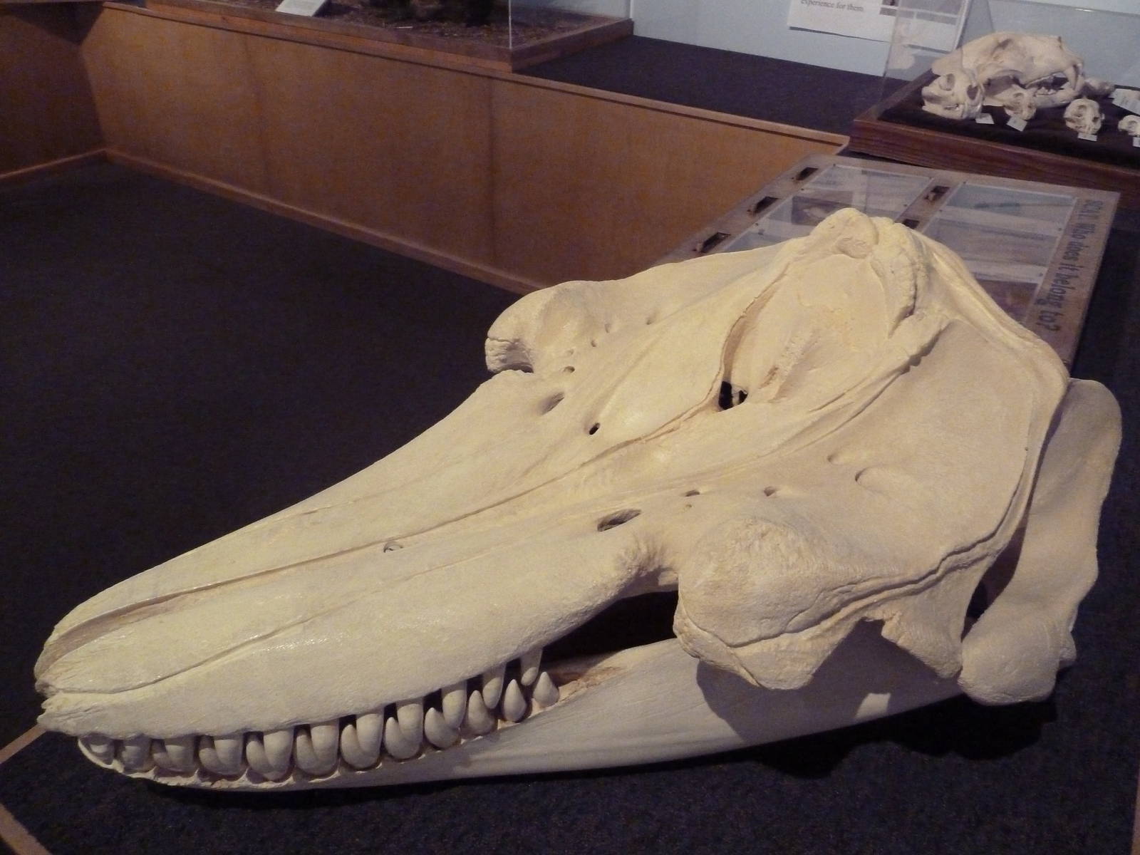Introductory Hall - Orca Skull