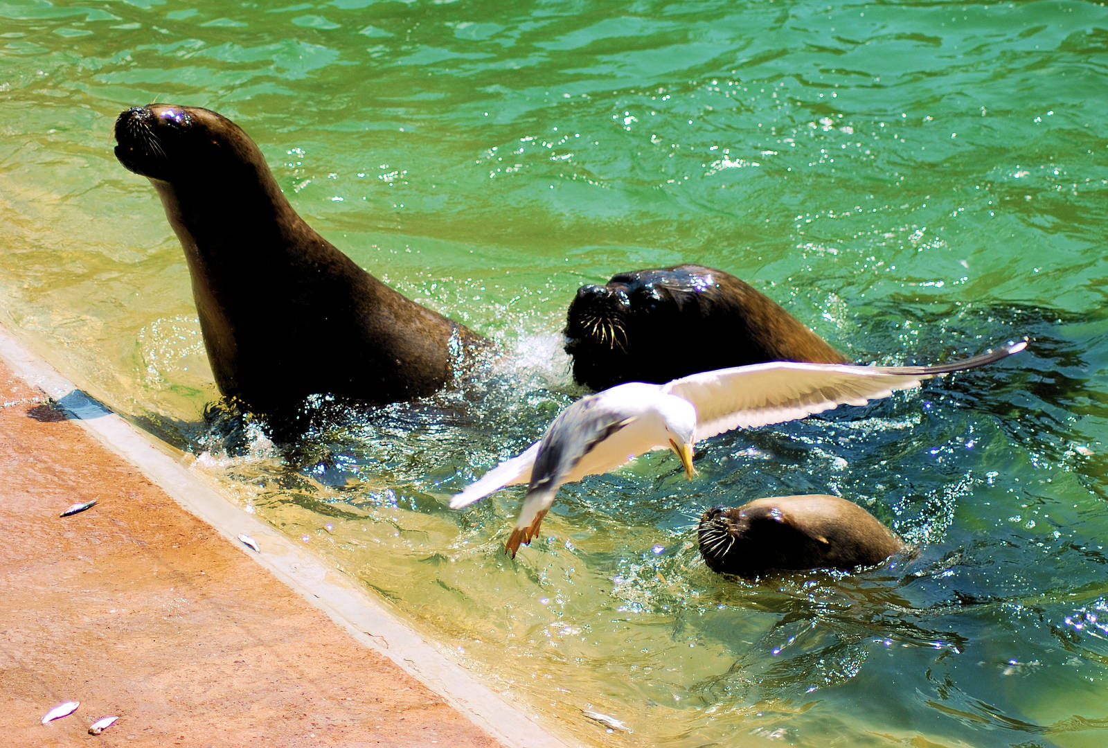 Intruder at Feeding Time