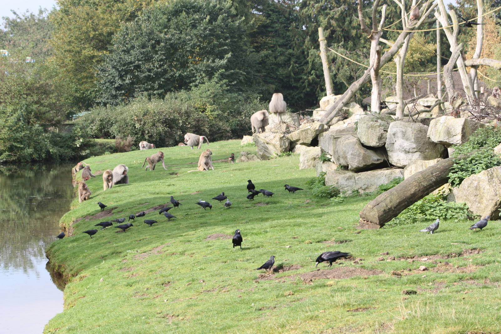 Intruders on Baboon Island, 30th September 2014