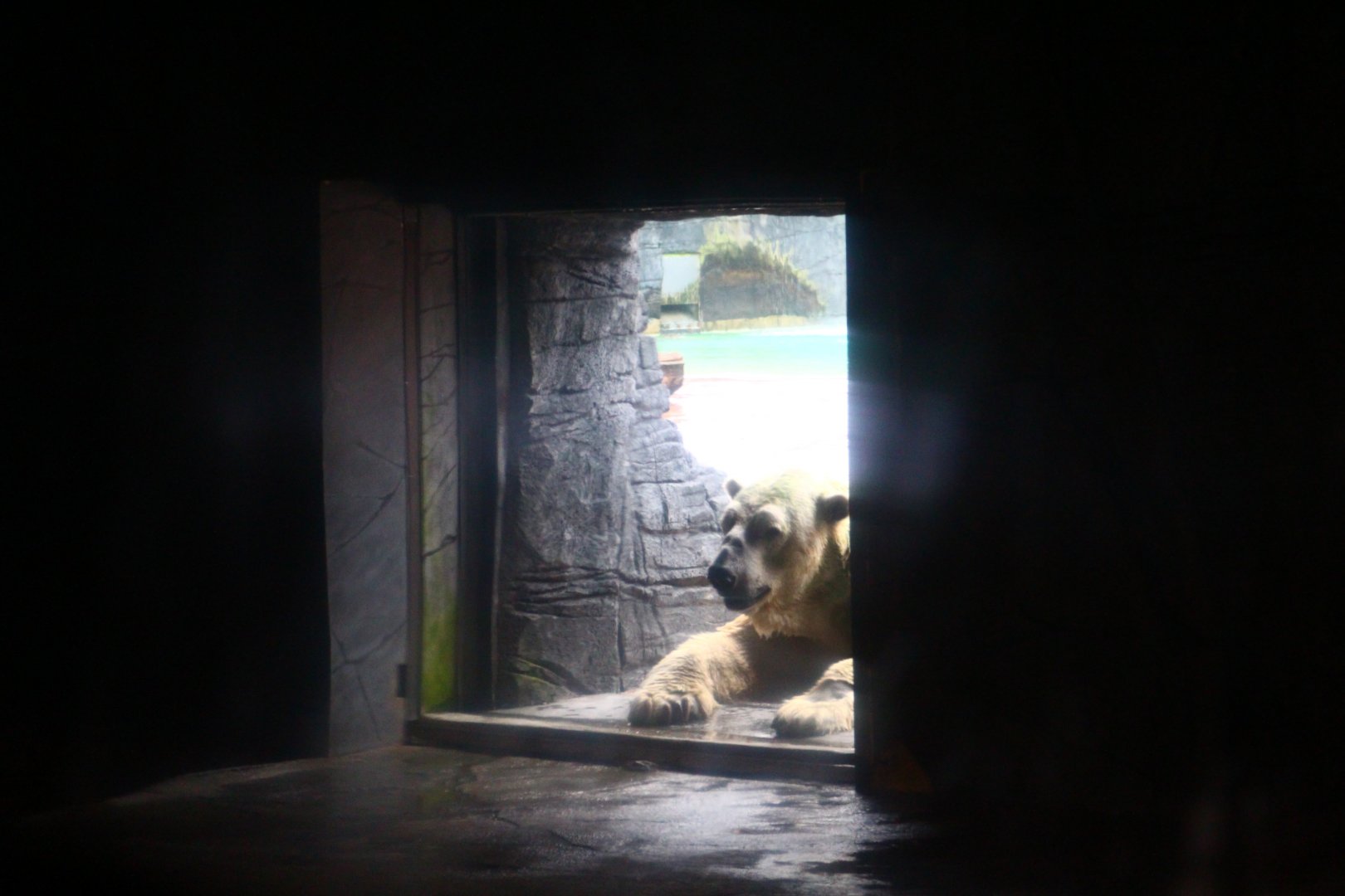 Inuka the Polar Bear (1990 - 2018)