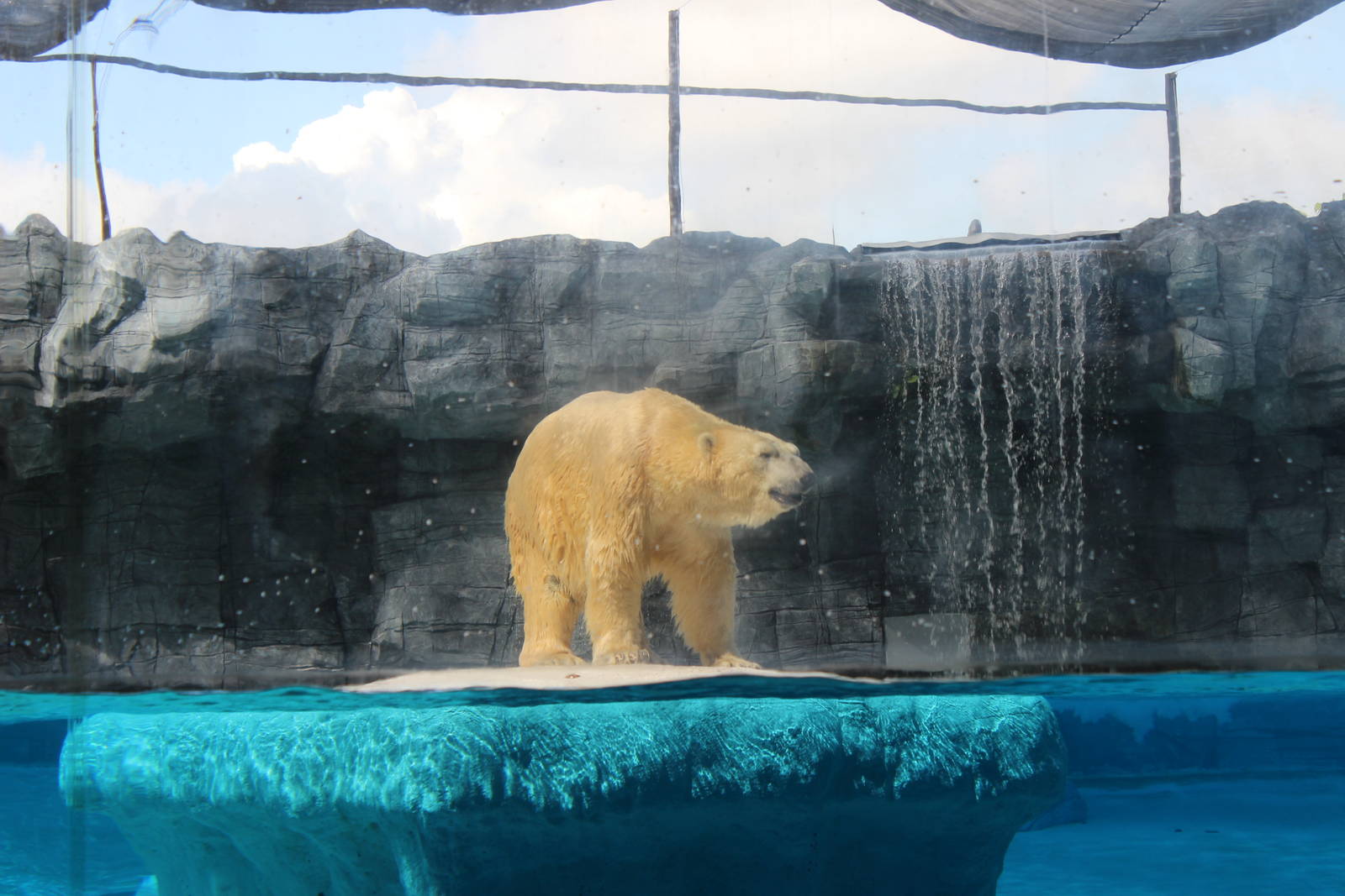 Inuka the Polar Bear