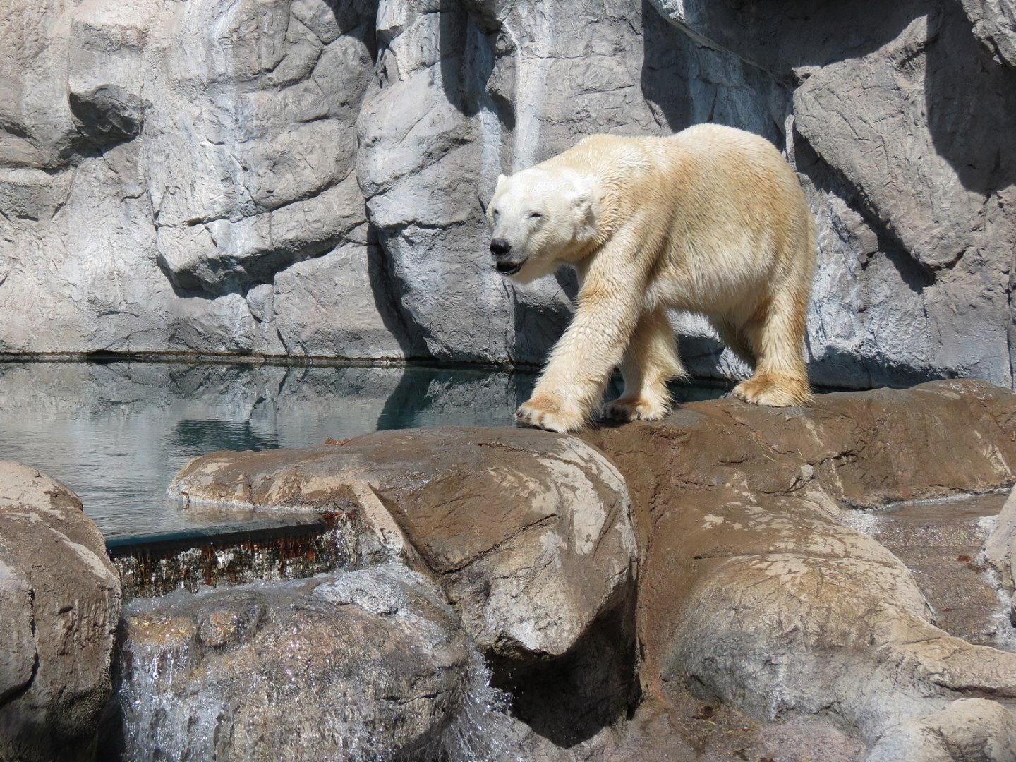 Inukshuk Bay - Polar Bear Exhibit