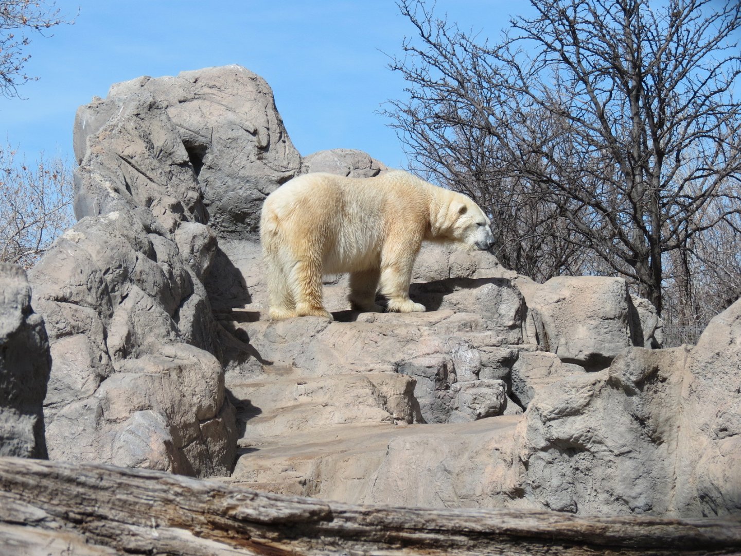 Inukshuk Bay - Polar Bear Exhibit