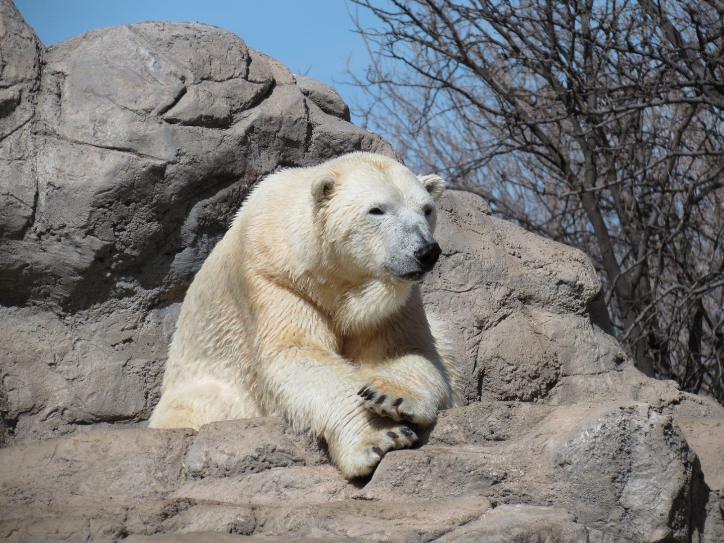 Inukshuk Bay - Polar Bear Exhibit