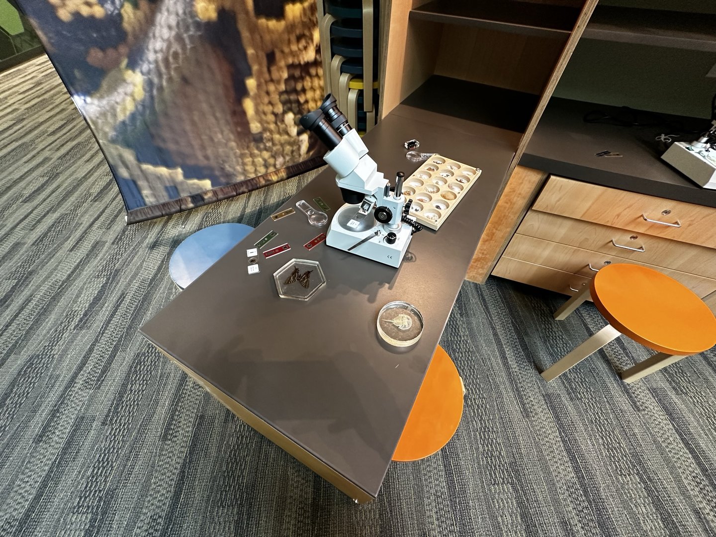 Invasive Area - Education