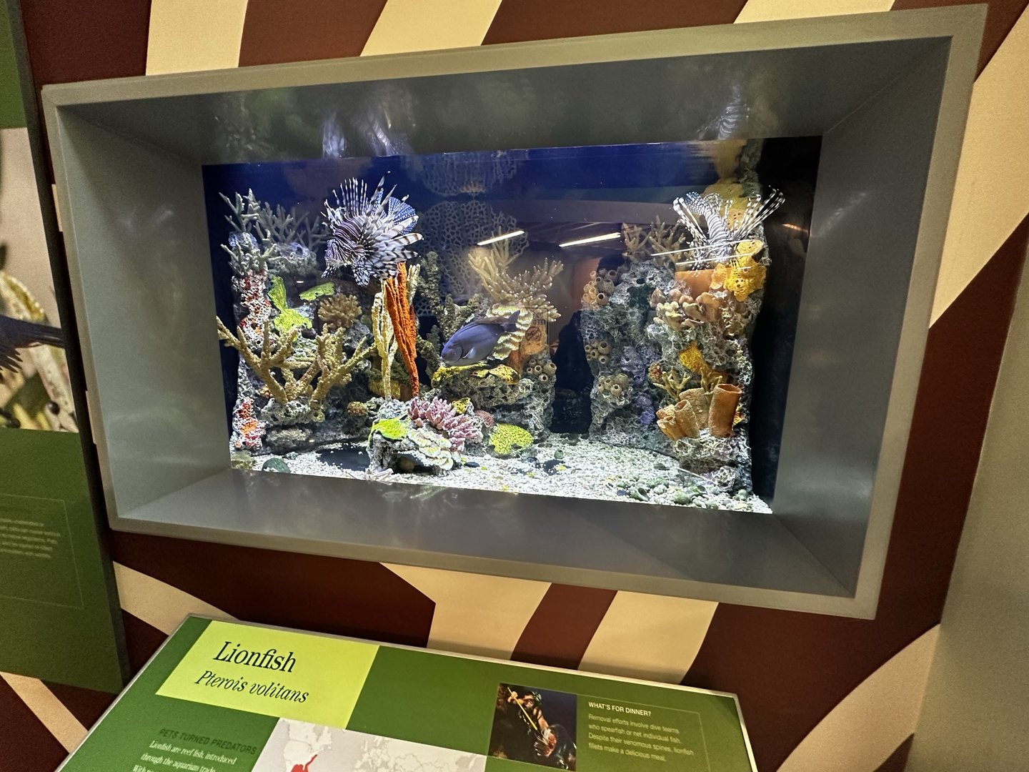 Invasive Fish Terrarium