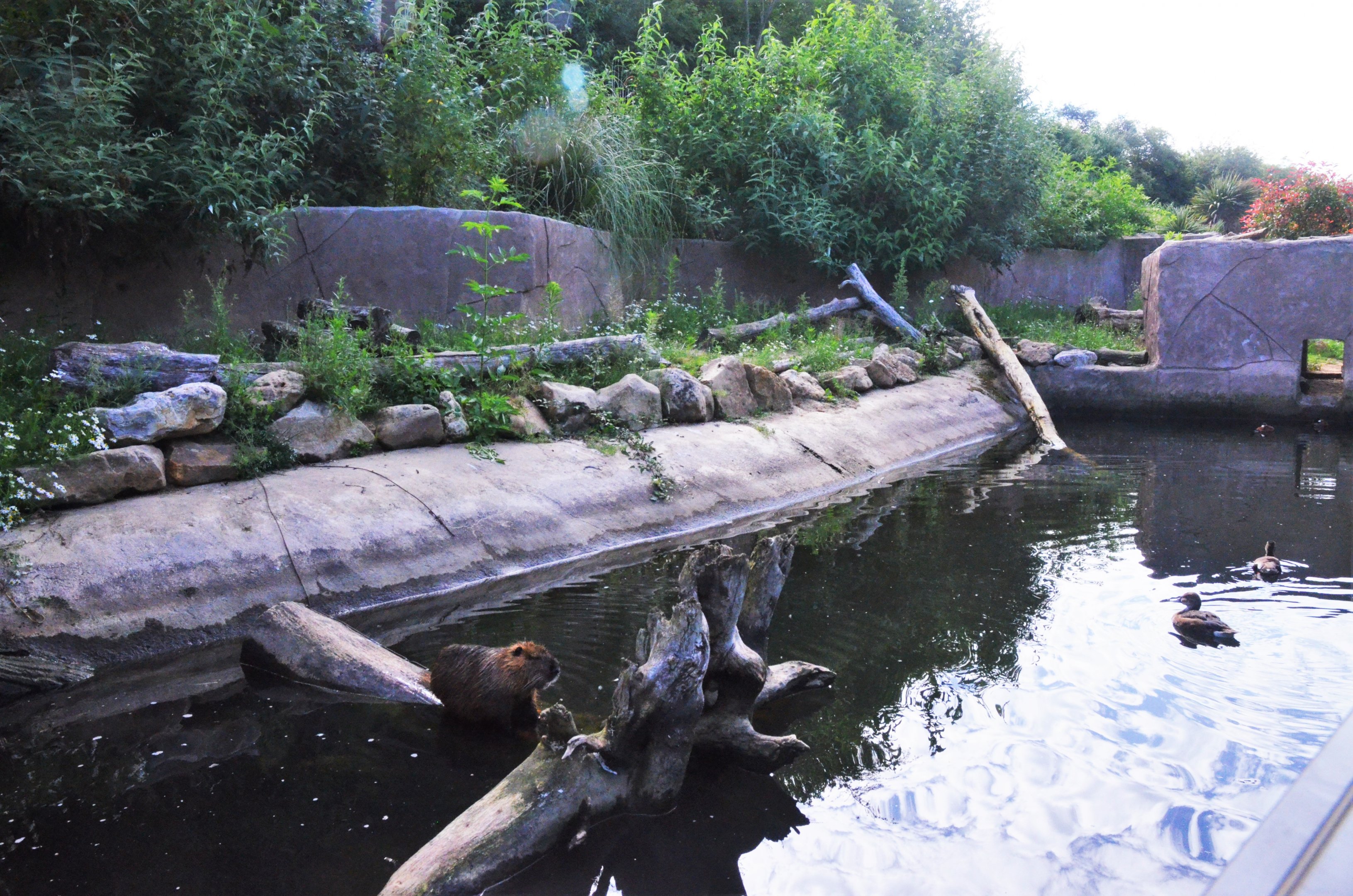 Invasive Species Enclosure at Biotropica, 16/06/18