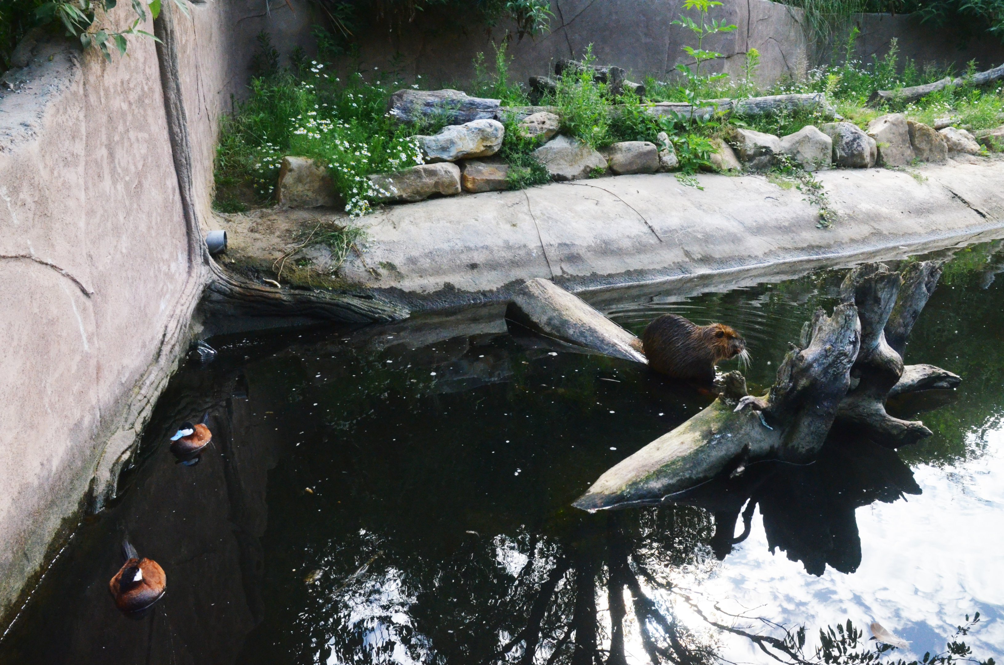 Invasive Species Enclosure at Biotropica, 16/06/18