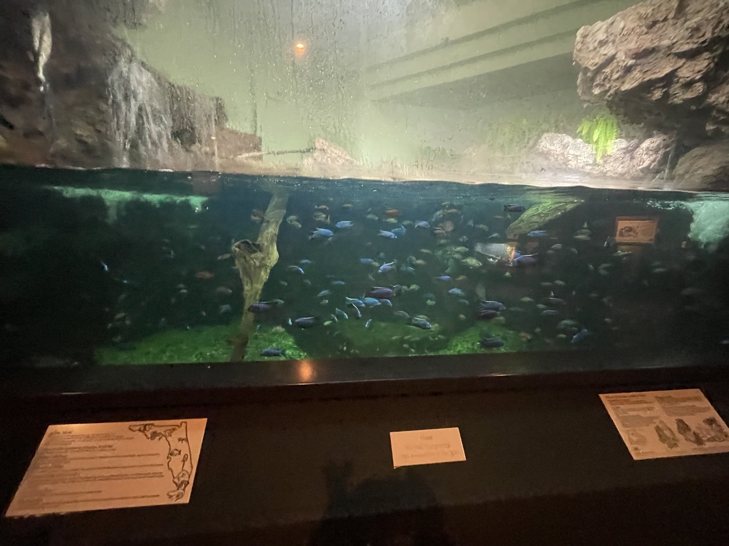Invasive Species Exhibit