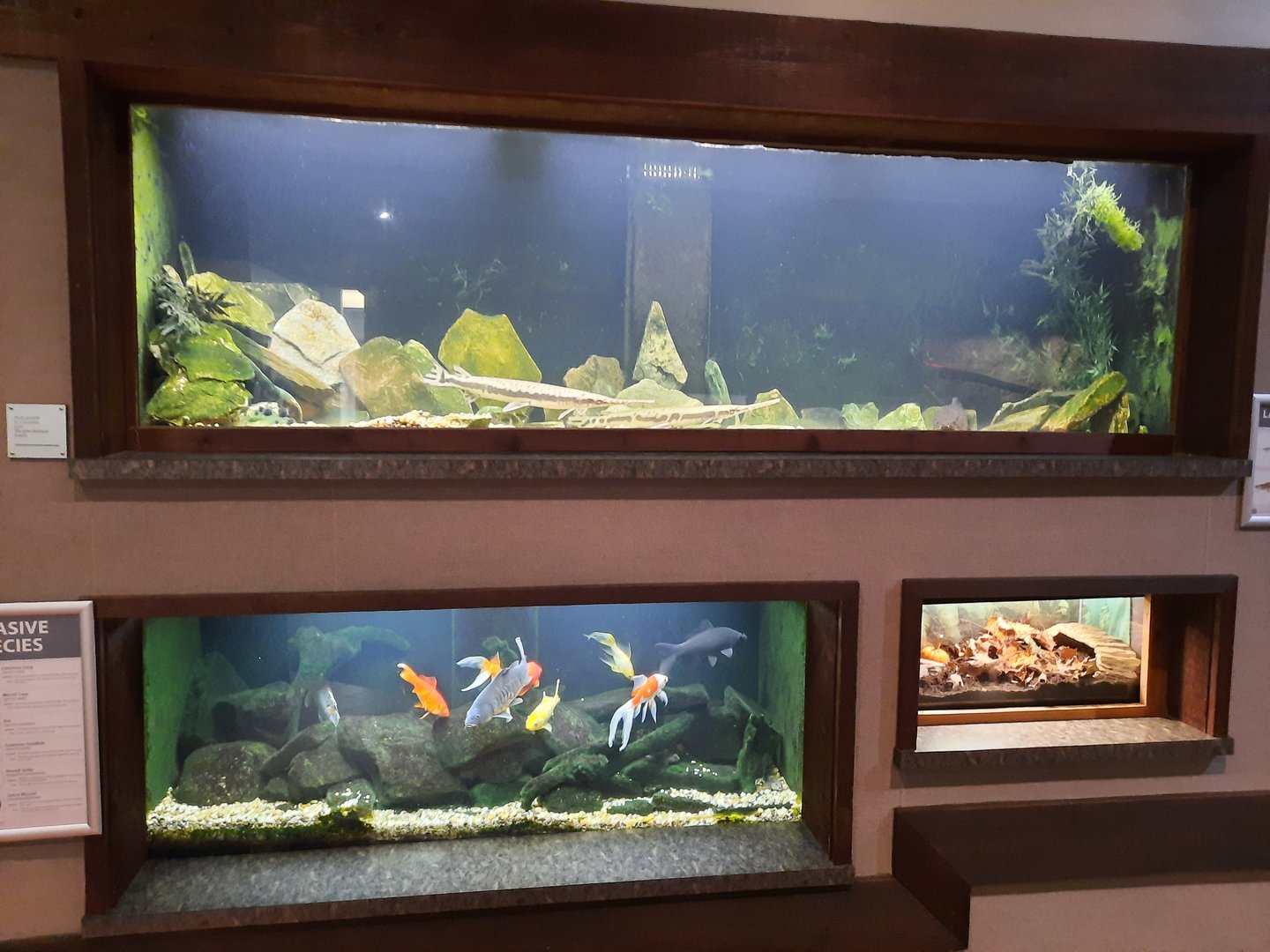 Invasive Species Exhibits
