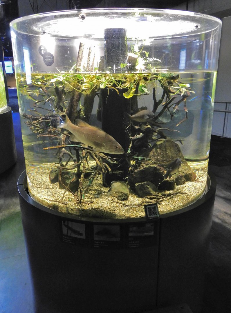 Invasive Species Tank - Kawasui Kawasaki Aquarium October 8, 2025