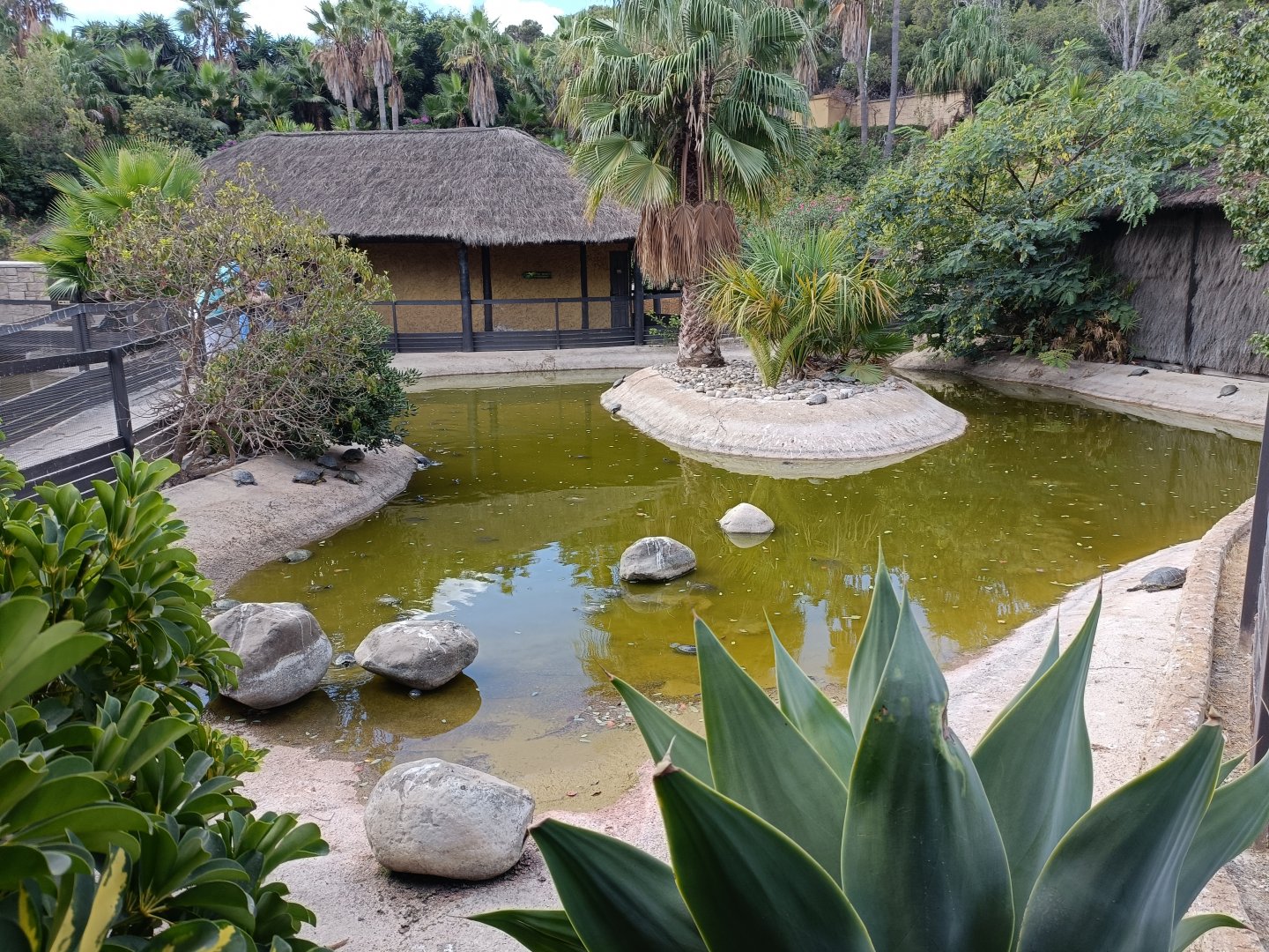 Invasive turtle exhibit - Crocodile park Torremolinos