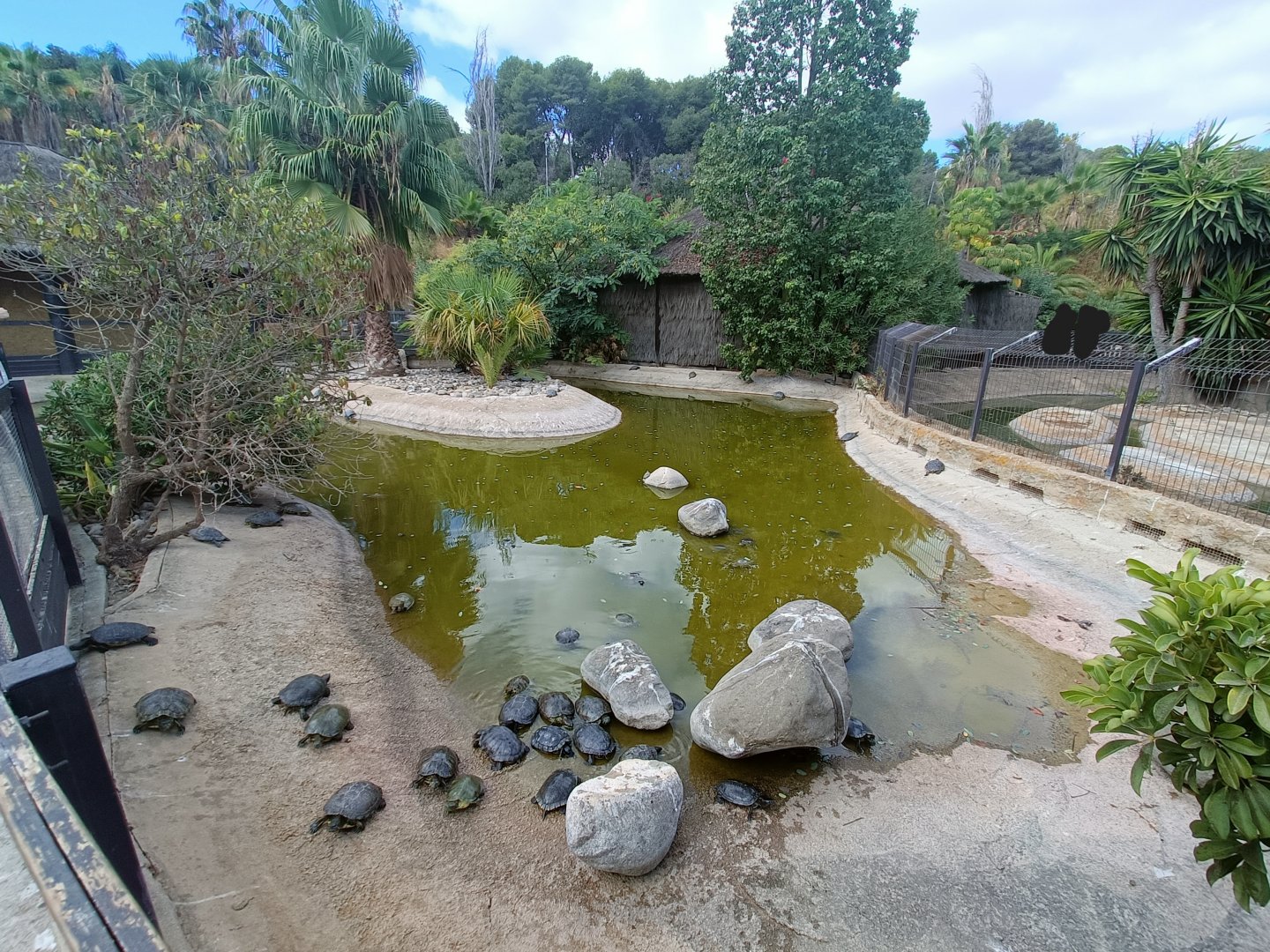 Invasive turtle exhibit - Crocodile park Torremolinos