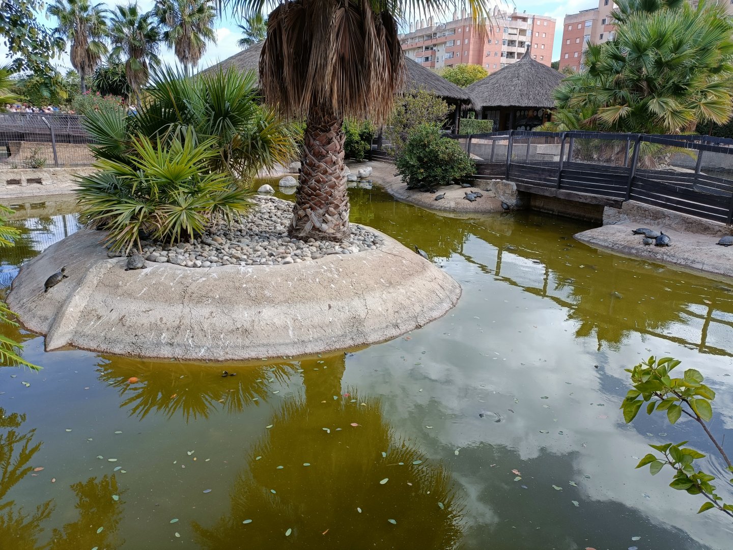 Invasive turtle exhibit - Crocodile park Torremolinos