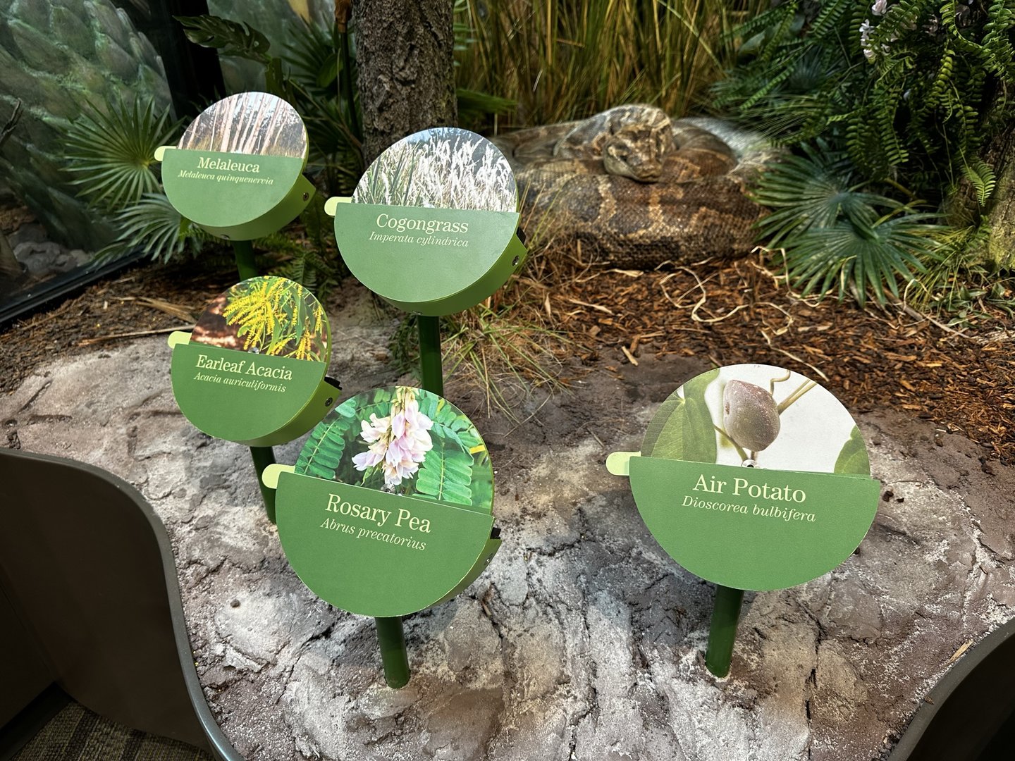 Invasives Area - Foliage