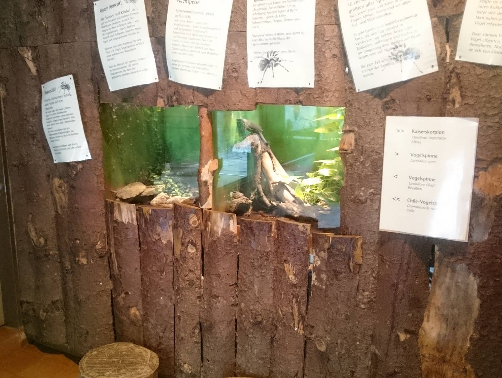 Invebrates enclosures