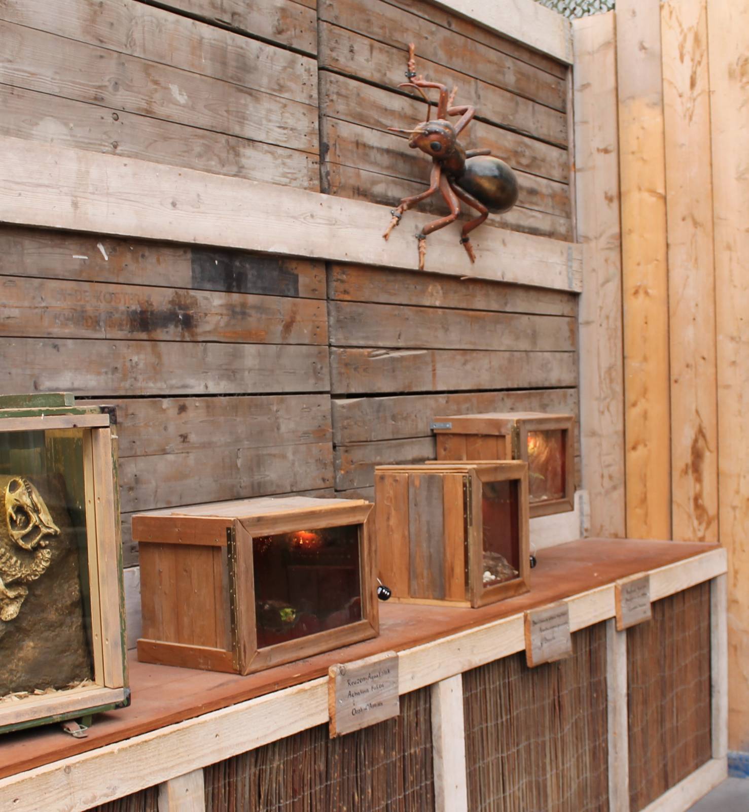 Invebrates enclosures