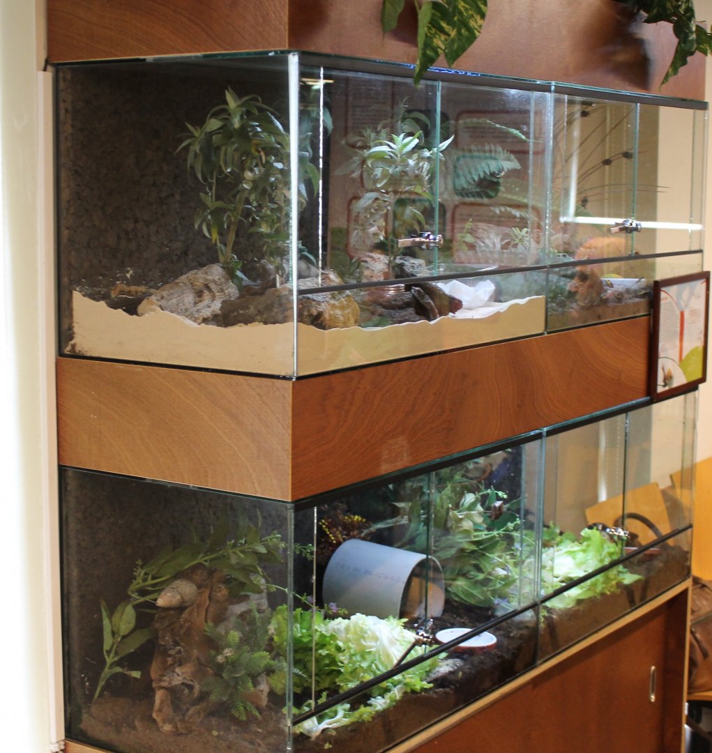 Invebrates-enclosures