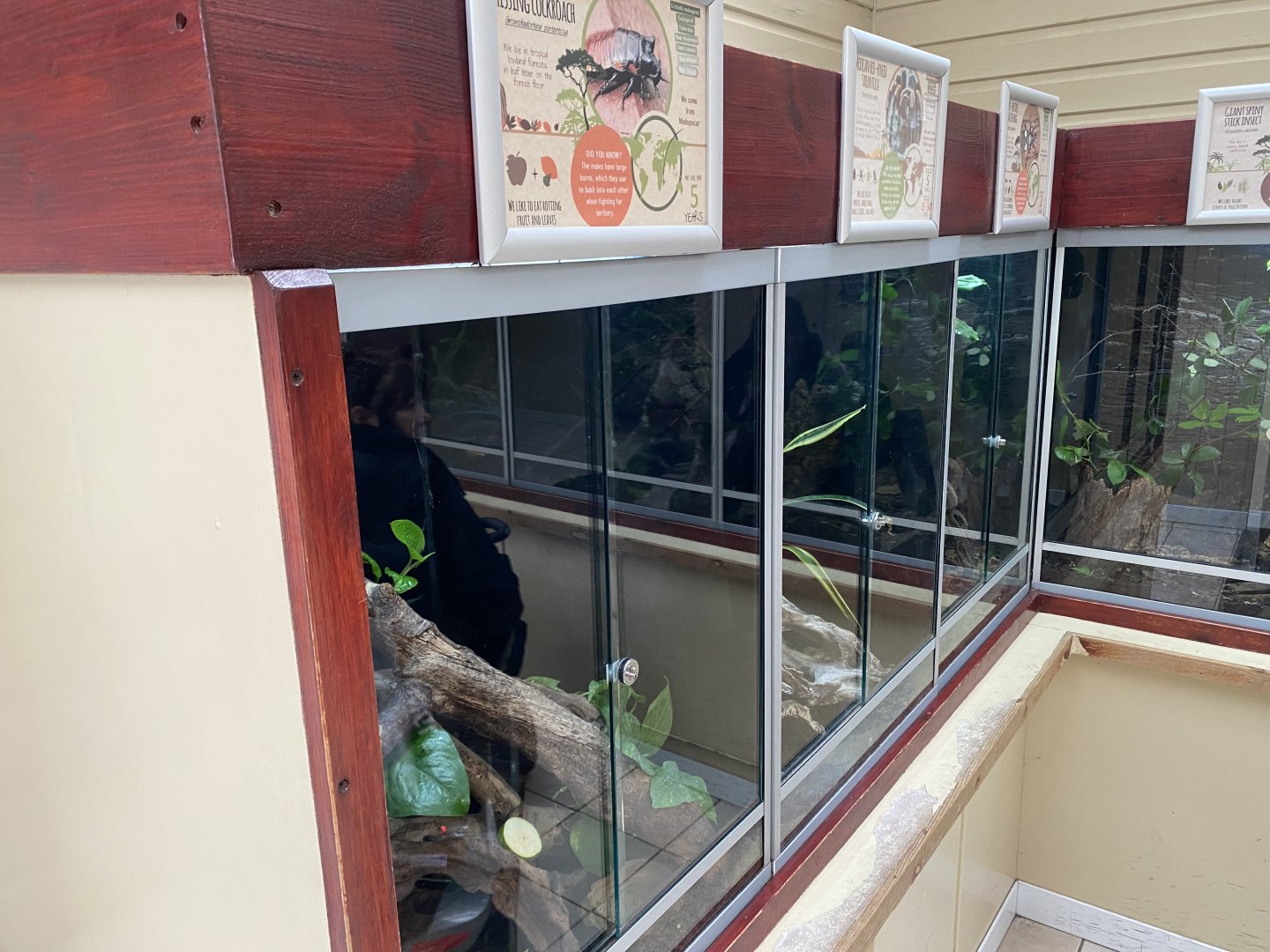 Invertebrate and amphibian exhibits 140921