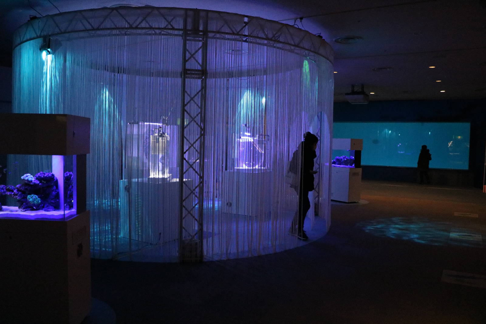 Invertebrate curtains, February 2016