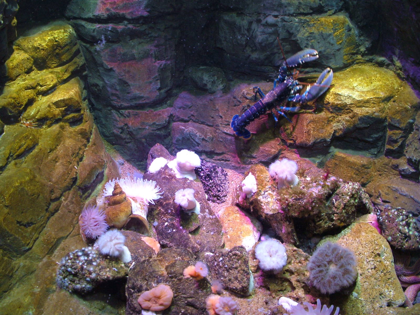 Invertebrate display at Blue Reef Bristol 19/12/09