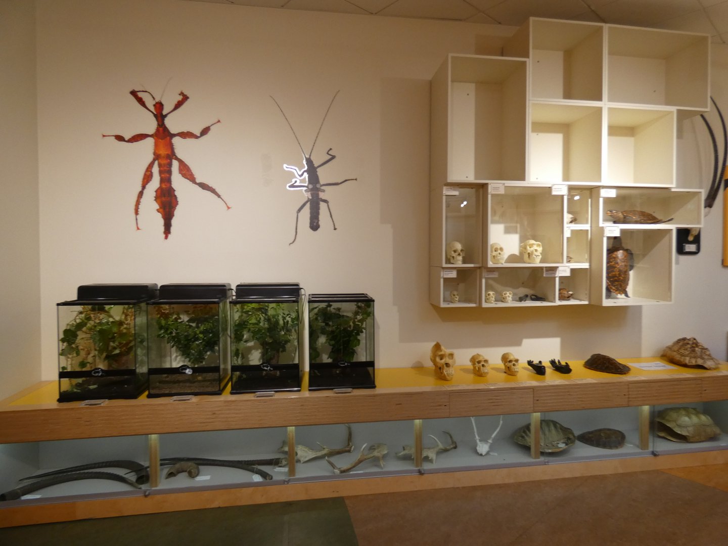 Invertebrate display