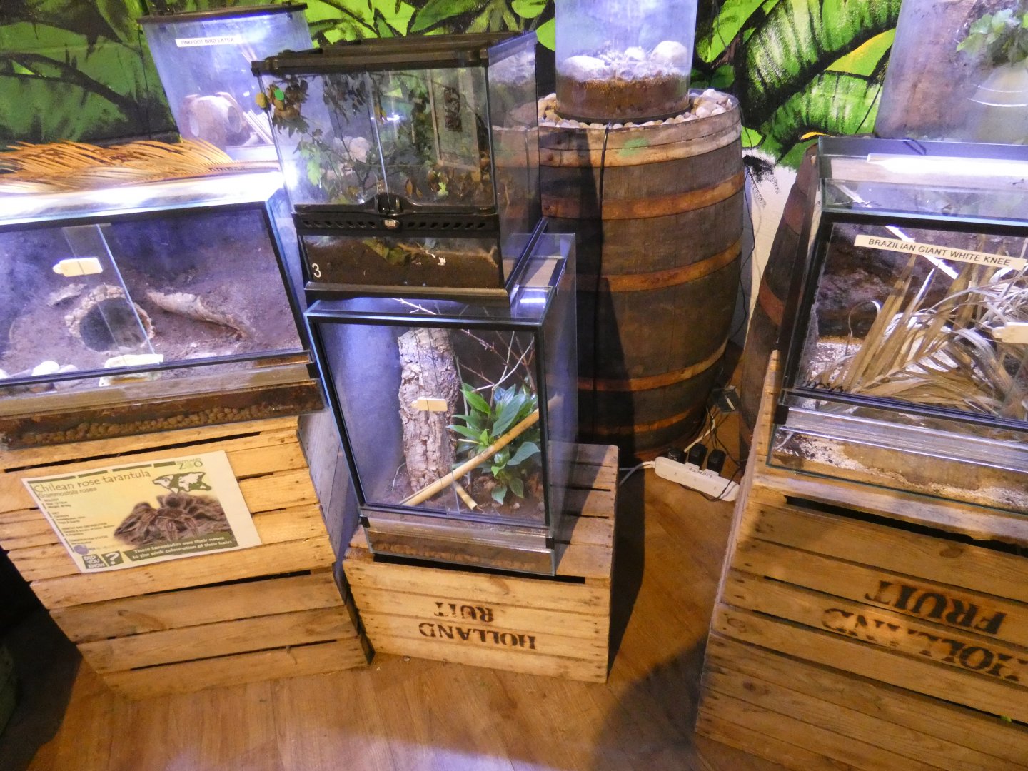 Invertebrate displays