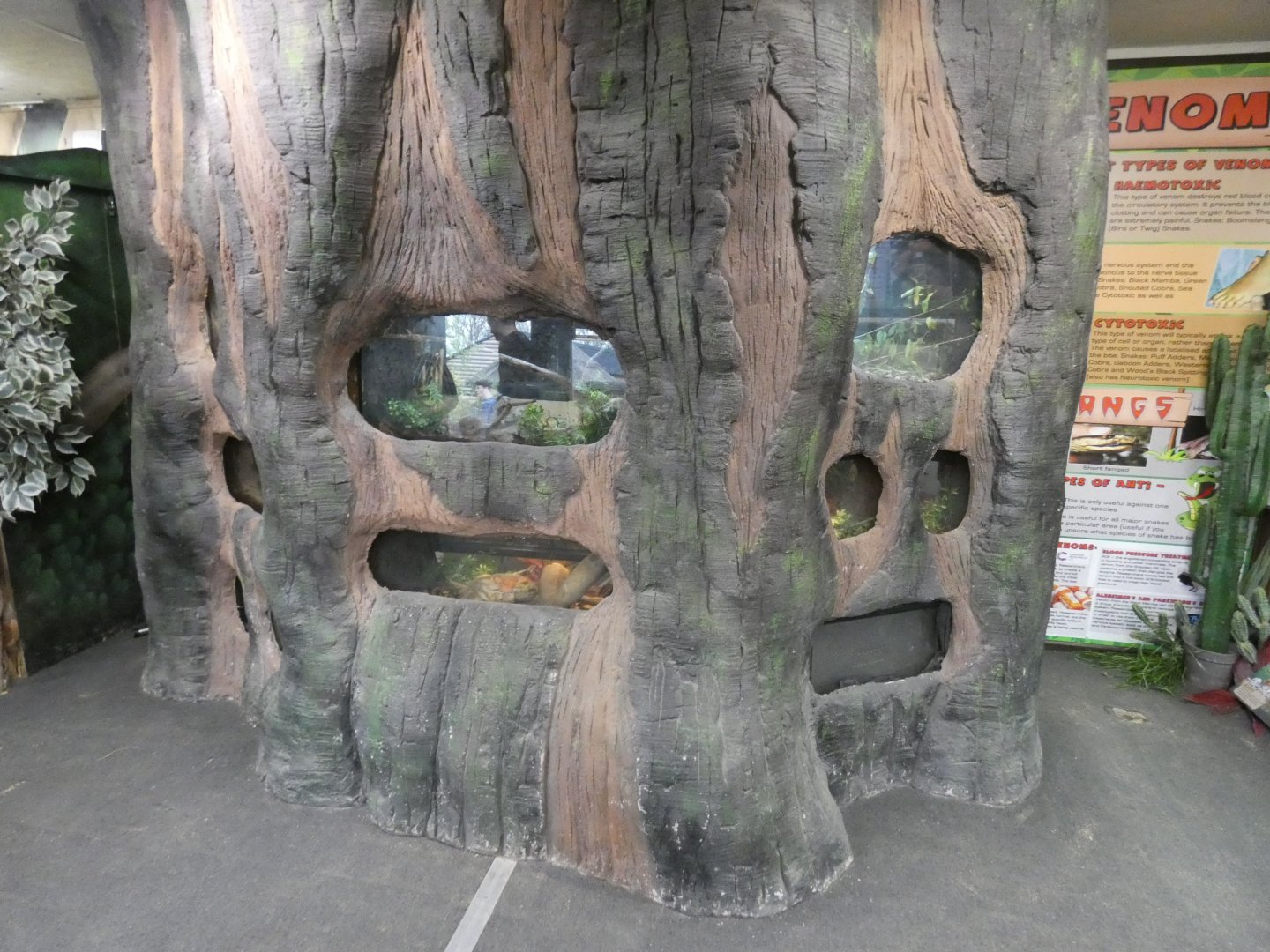 Invertebrate enclosure in Rainforest house