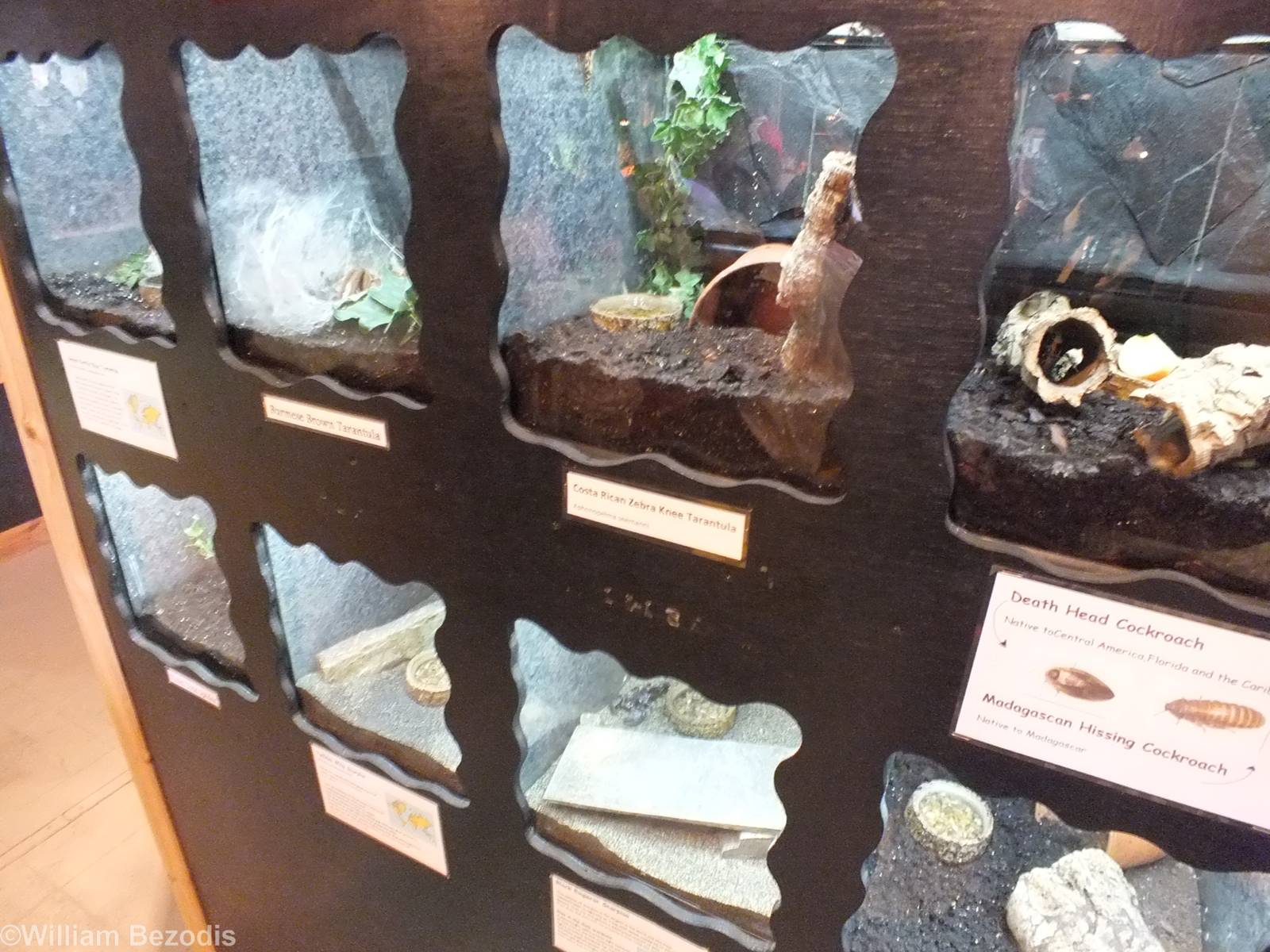 Invertebrate Enclosures