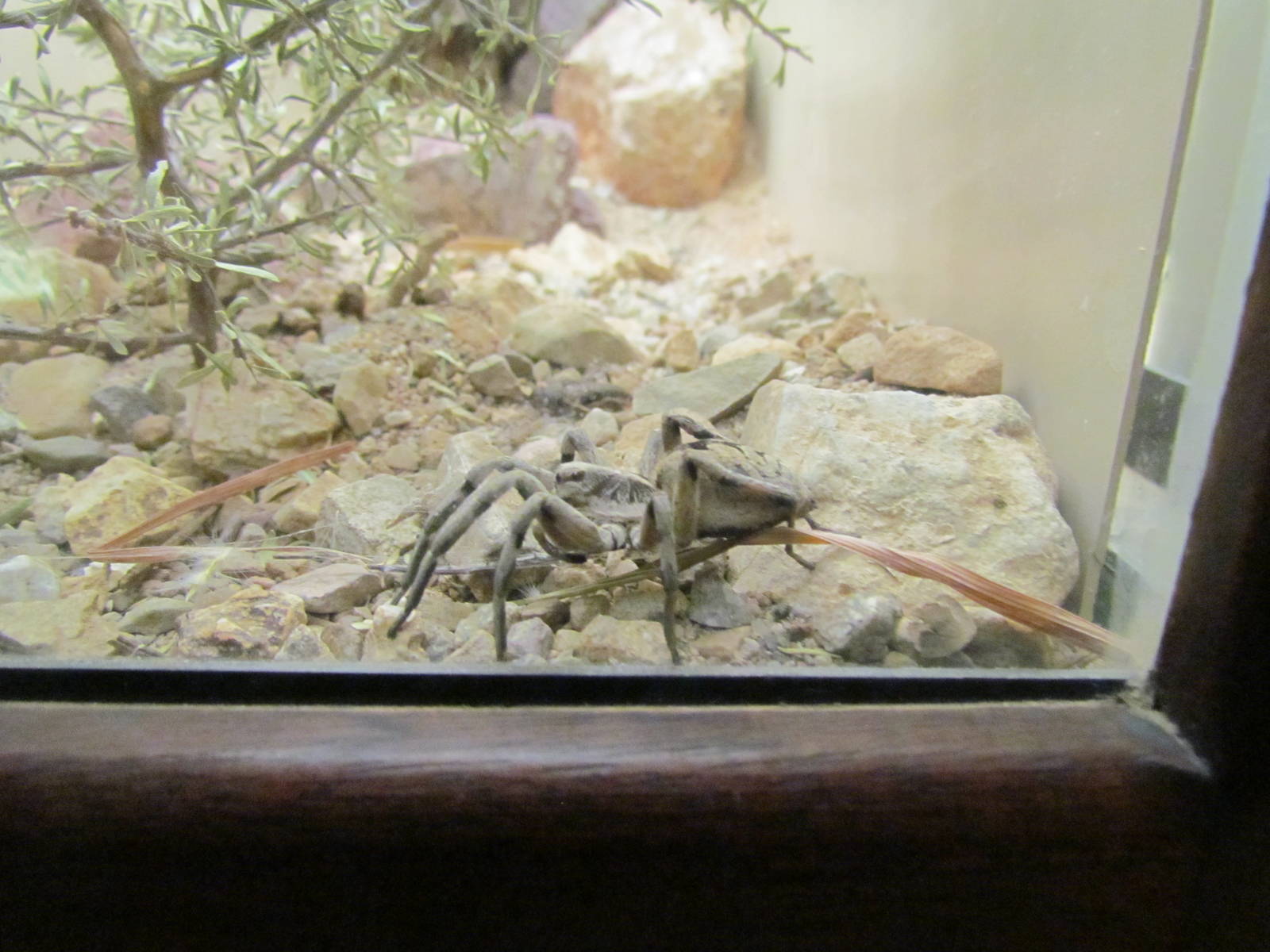 Invertebrate Hall - Wolf Spider