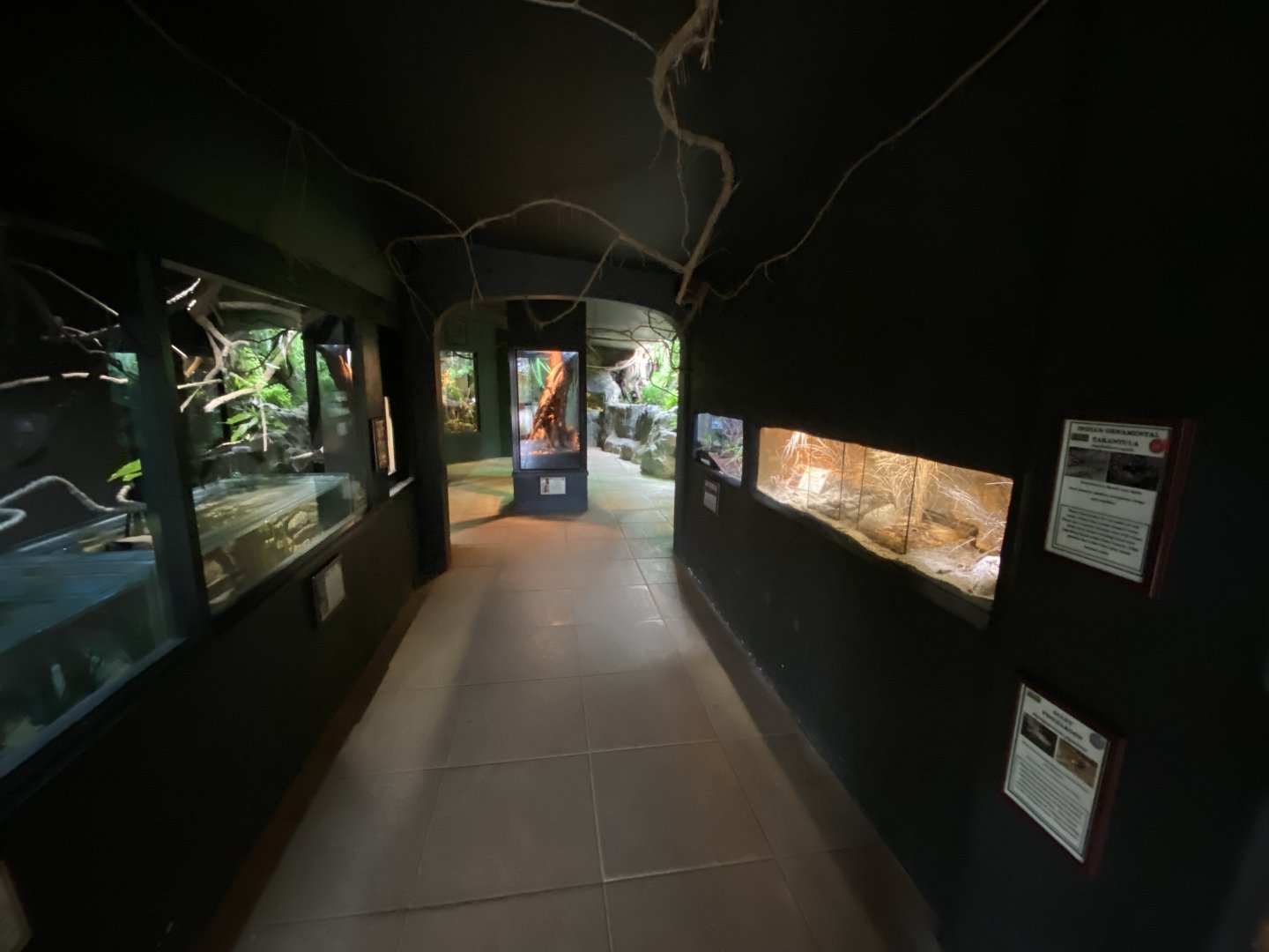 Invertebrate House 280222