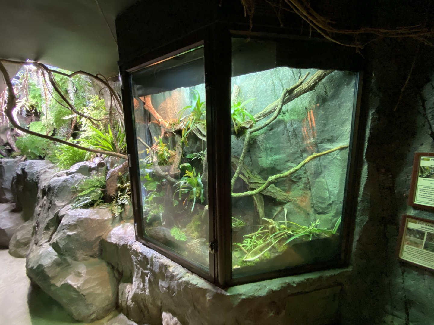 Invertebrate House - Fiji banded iguana exhibit 280222