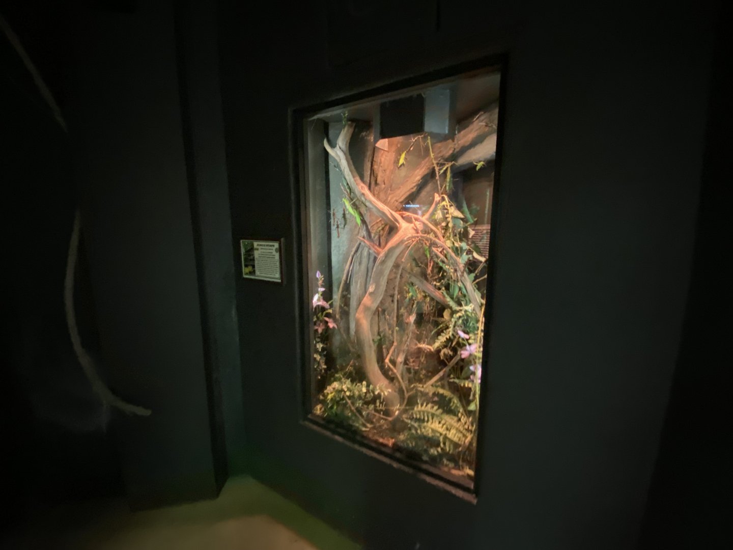 Invertebrate House - Jungle nymph exhibit 280222